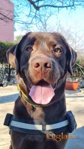Cokoladni Labrador trazi zenku za parenje